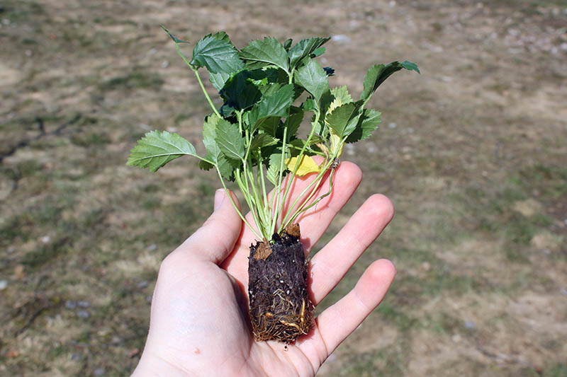 A close up of a hand from the bottom of the frame holding a small tissue culture plug of a boysenberry plant on a soft focus background, pictured in bright sunshine.