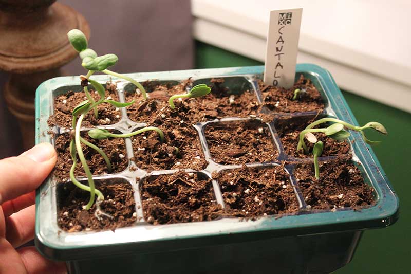 How to Grow Cantaloupe in Containers Gardener's Path