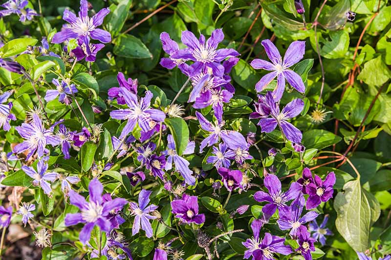 Top 20+ Do Clematis Bloom All Summer