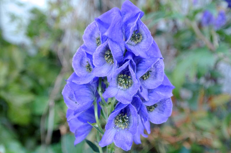 A close up of Aconitum carmichaelii &lsquo;Arendsii&rsquo; with light blue flowers, pictured on a soft focus background.