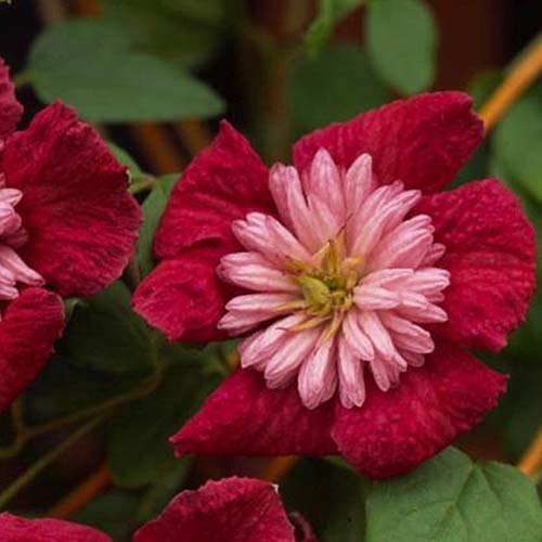 A close up of the dark red, double petalled flowers of ‘Avant Garde,’ a clematis variety that blooms in the summertime. In the background is foliage in soft focus.
