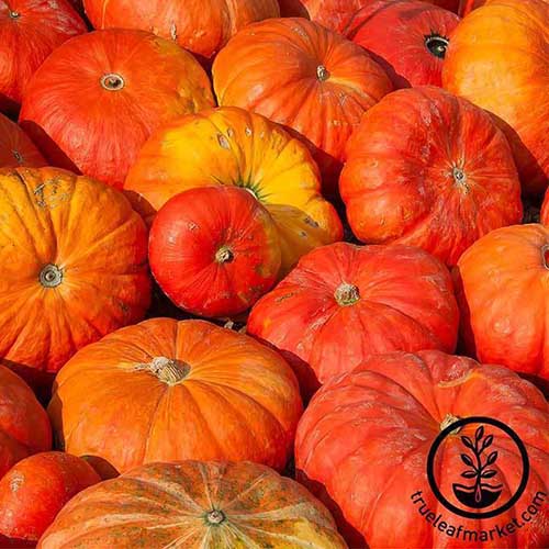 A close up of a pile of &lsquo;Cinderella&rsquo; pumpkins with bright reddish orange skin, pictured in bright sunshine.