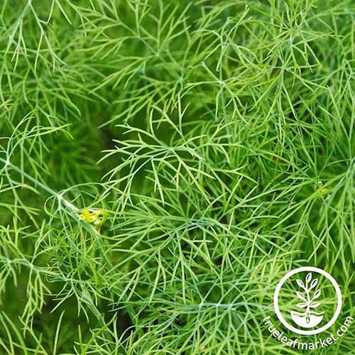 A close up of &lsquo;Fernleaf&rsquo; dill foliage, fading to soft focus in the background. To the bottom right of the frame is green and white text.