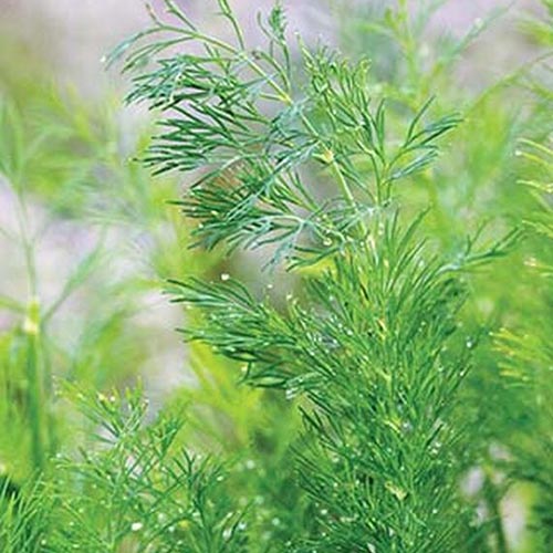 A close up of the delicate green foliage of Anethum graveolens &lsquo;Hera&rsquo; growing in the garden pictured on a soft focus background.