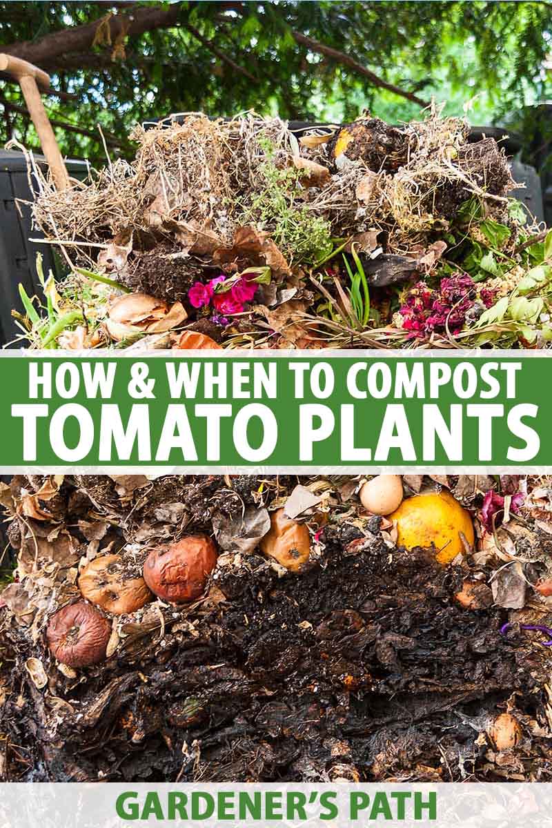 How and When to Compost Tomato Plants Gardener’s Path