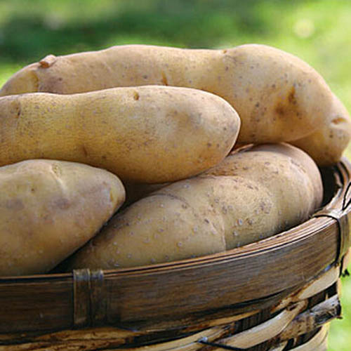 A close up of a wicker basket filled with &lsquo;Princess Laratte&rsquo; potatoes on a soft focus background.
