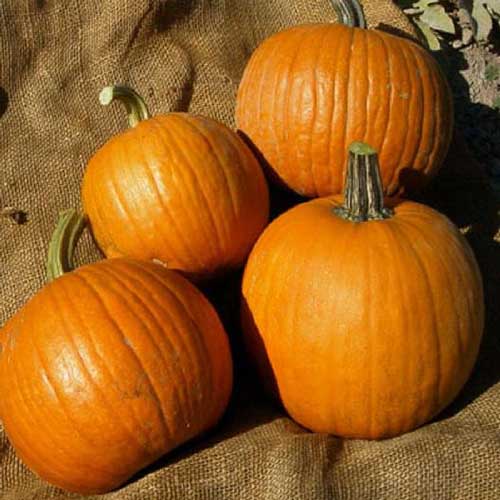 A close up of four small, orange &lsquo;Spookie&rsquo; pumpkins set on a hessian cloth, pictured in light sunshine.