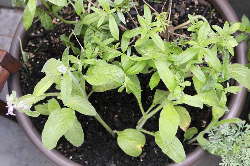A close up, top down picture of Borago officinalis growing in a container outdoors.