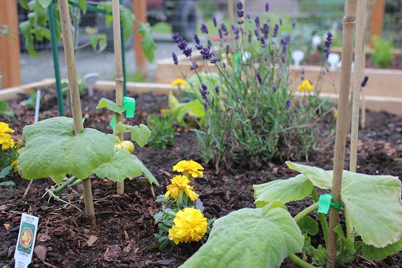 Best Companion Plants to Grow with Pumpkins Gardener’s Path