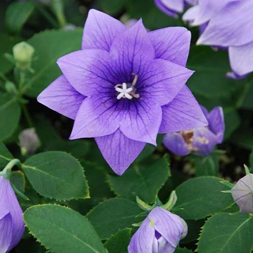 A close up of Platycodon grandiflorus &lsquo;Astra Double&rsquo; growing in the garden, surrounded by foliage in soft focus.