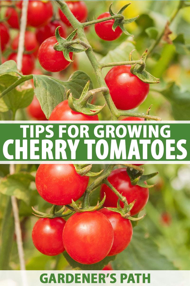 How to Grow Cherry Tomatoes Gardener’s Path