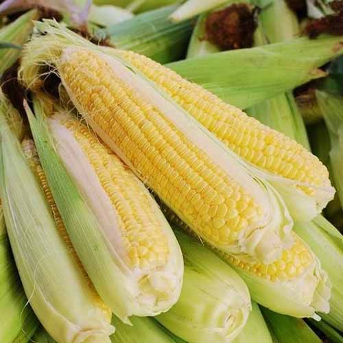 A close up of Zea mays &lsquo;Bodacious&rsquo; cultivar, freshly harvested with the husks pulled back to reveal the bright yellow kernels.