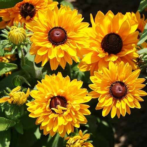 A close up square image of &lsquo;Goldilocks&rsquo; black-eyed susan flowers pictured in bright sunshine in the late summer garden, on a soft focus background.