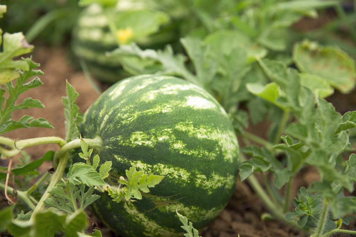 Growing Watermelon Backyard at Vallie Knight blog