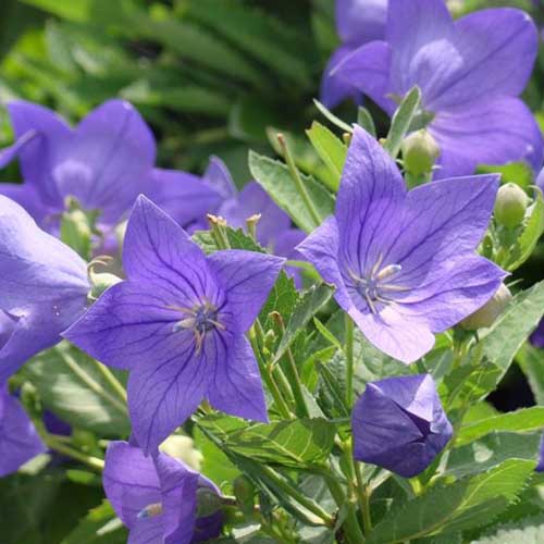 A close up of the bright blue flowers of Platycodon grandiflorus &lsquo;Sentimental Blue,&rsquo; growing in the garden in bright sunshine, pictured on a soft focus background.