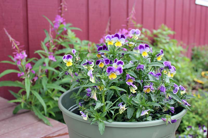 A close up of a small green plastic pot containing purple and yellow violas, with a red wooden fence in soft focus in the background.