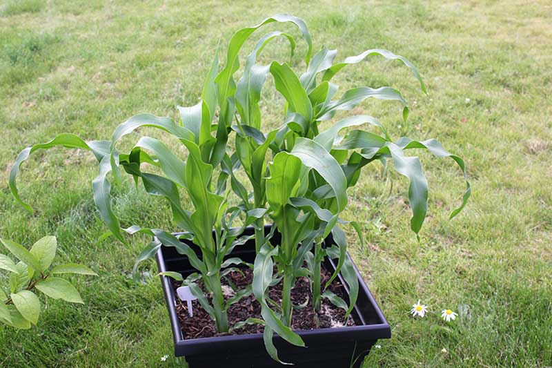 A close up image of a black square container with Zea mays set on a lawn in the garden.