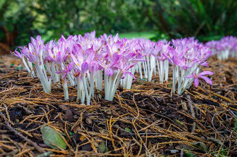 How to Grow and Care for Autumn Crocus (Colchicum)