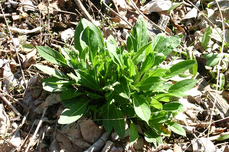 How to Grow Dame’s Rocket in Your Garden Gardener’s Path