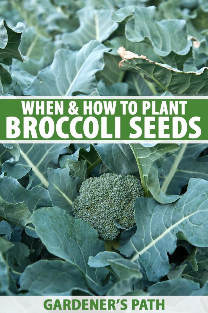 How to Start Broccoli from Seed Gardener’s Path
