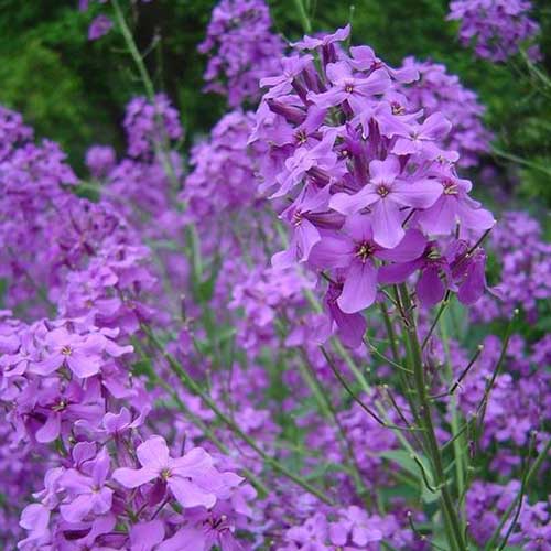 How to Grow Dame’s Rocket in Your Garden Gardener’s Path