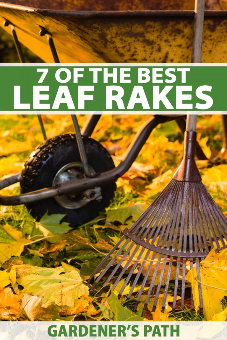 7 of the Best Leaf Rakes Reviewed A Gardener’s Path Buying Guide