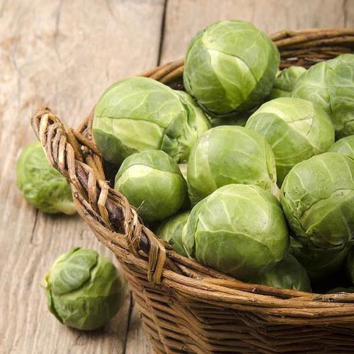 A close up square image of a small wicker basket containing freshly harvested &lsquo;Catskill&rsquo; brussels sprouts set on a wooden surface.