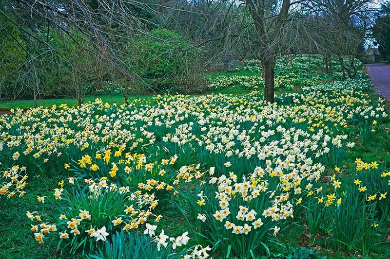 How to Create a Naturalized Daffodil Planting Gardener’s Path