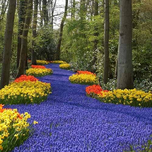 A square image of a woodland planted with a swath of spring-flowering grape hyacinths, flanked with yellow and orange flowers.