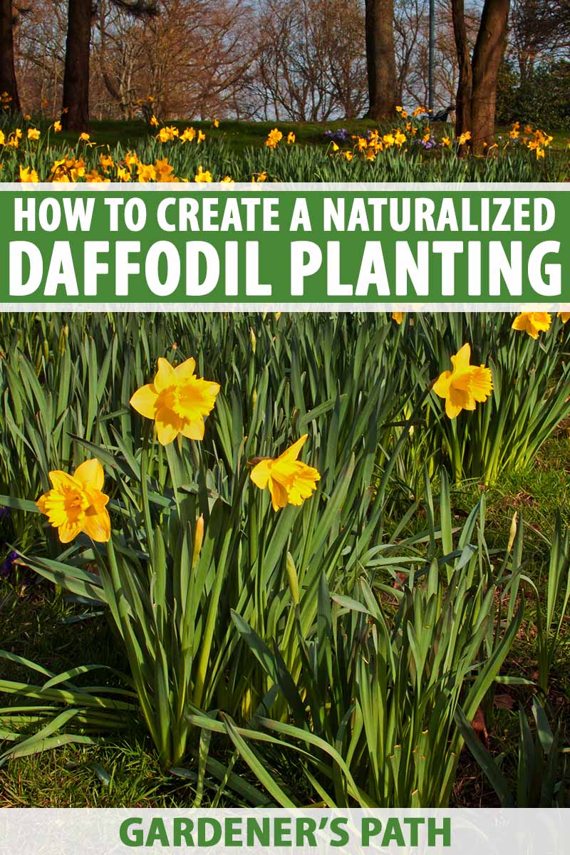 When And How To Plant Daffodils at Evelyn Oller blog