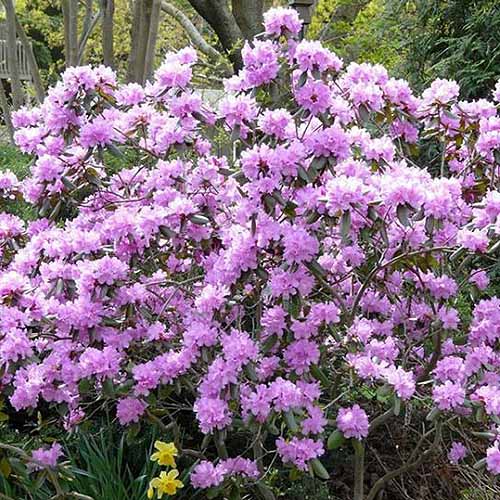 A close up square image of lilac ‘PJM’ rhododendron shrub growing in the garden pictured in bright sunshine.