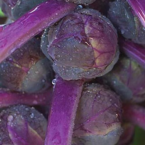 A close up square image of a purple brussels sprout variety &lsquo;Redarling&rsquo; with mature buds.