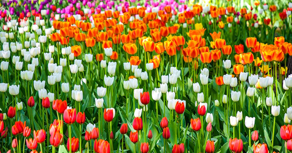 Types of Tulip Flowers 15 Beautiful Divisions Gardener’s Path