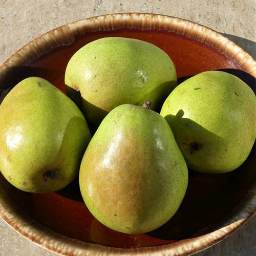 A close up square image of four Pyrus communis &lsquo;Anjou&rsquo; fruit set in a ceramic bowl pictured in bright sunshine.