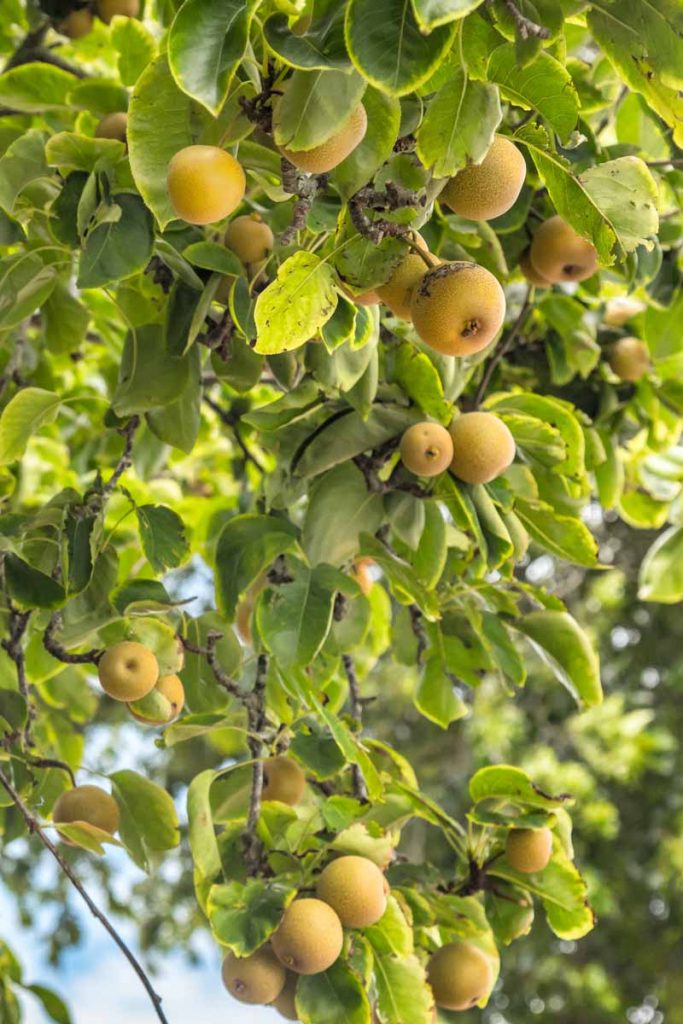 How to Grow and Care for Asian Pear Trees Gardener's Path