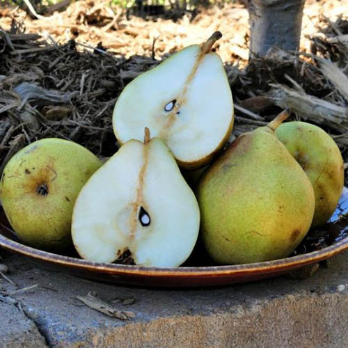 A close up square image of ripe Pyrus communis &lsquo;Comice&rsquo; fruit on a ceramic platter, with one cut in half.