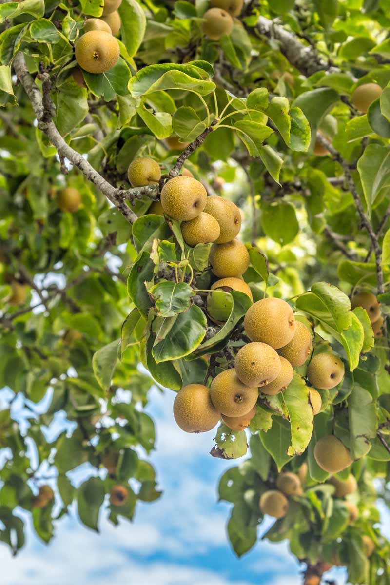How to Grow and Care for Asian Pear Trees Gardener's Path