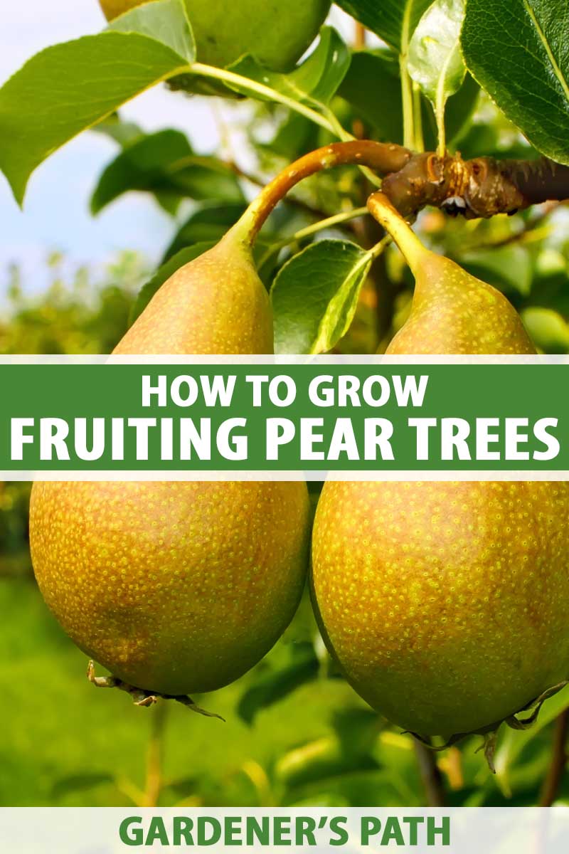 How to Grow Fruiting Pear Trees Gardener’s Path