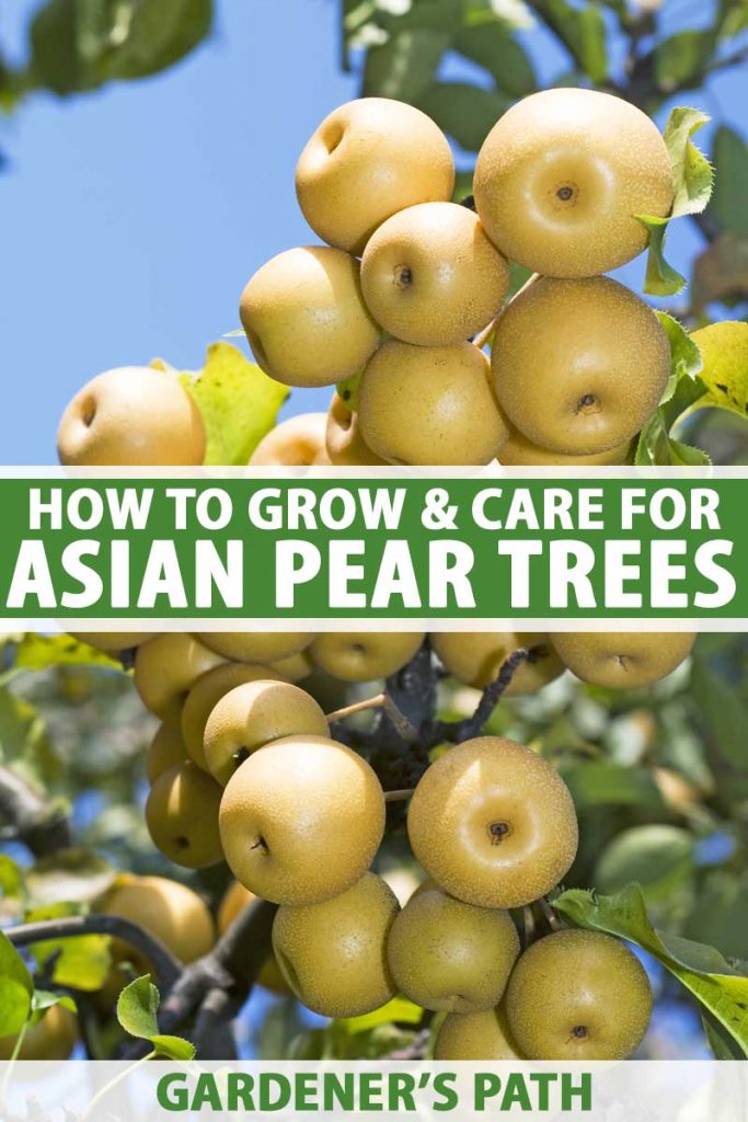 How to Grow and Care for Asian Pear Trees Gardener's Path