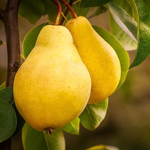 A close up of two &lsquo;Kieffer&rsquo; pears growing on the tree pictured on a soft focus background.