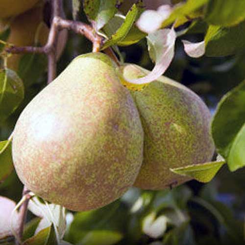 How to Grow Fruiting Pear Trees Gardener’s Path