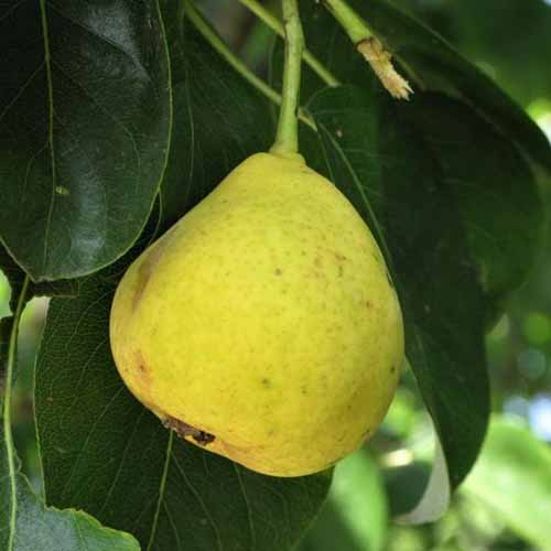 A close up square image of an &lsquo;Orient&rsquo; pear growing on the tree.