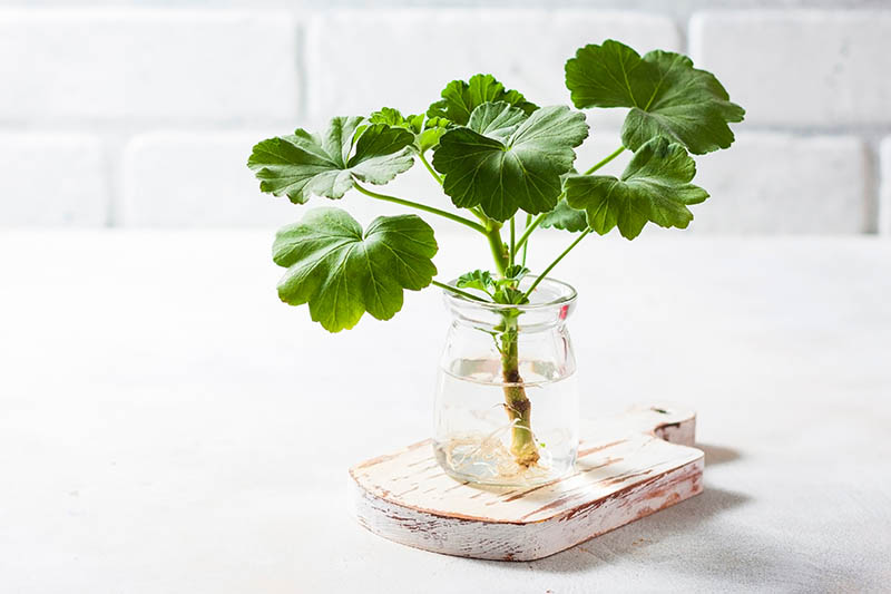 How to Propagate Geraniums from Stem Cuttings Gardener’s Path