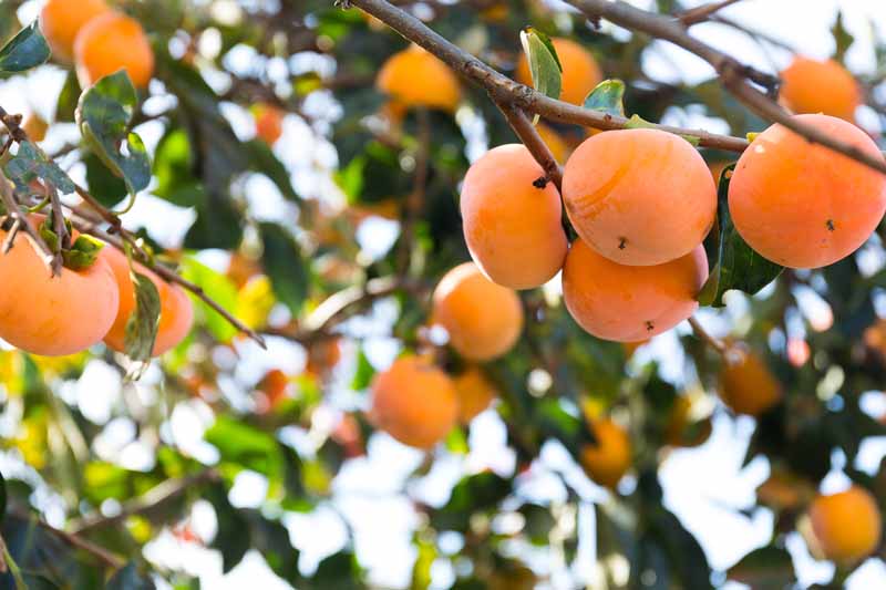 A close up horizontal image of persimmons hanging from the branches of a tree, ready for harvest, pictured in light sunshine on a soft focus background.