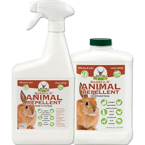 A close up square image of a spray can and a small bottle of Bobbex-R Animal Repellent to deter rodent pests from your garden pictured on a white background.