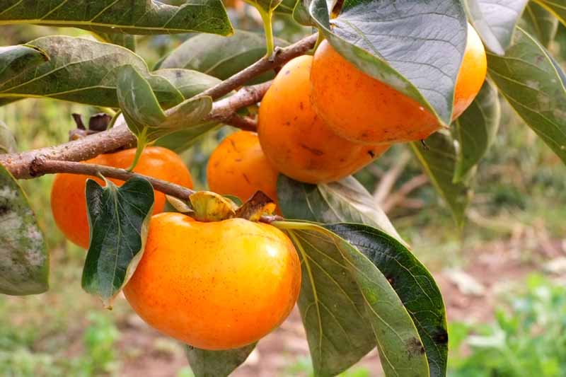A close up horizontal image of persimmon fruit growing on the branch of a tree almost ready to harvest pictured on a soft focus background.