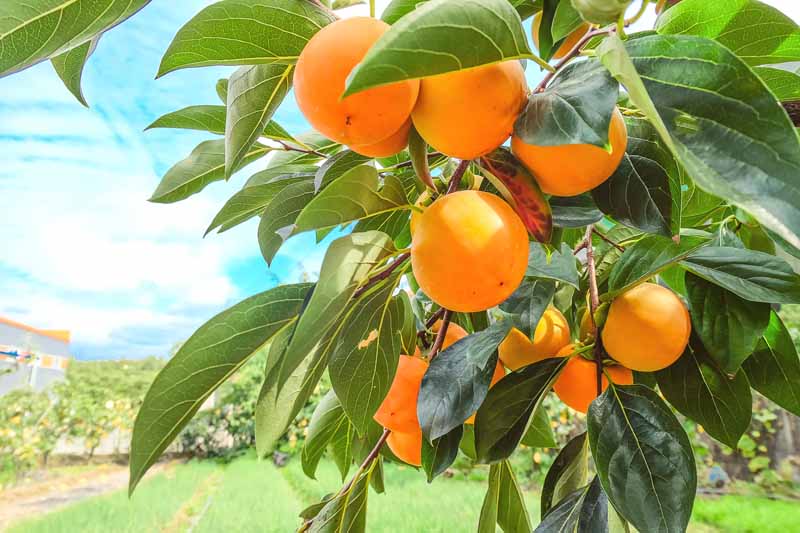 A close up horizontal image of orange Diospyros kaki fruits ripening on the tree in the pictured on a blue sky, soft focus background.