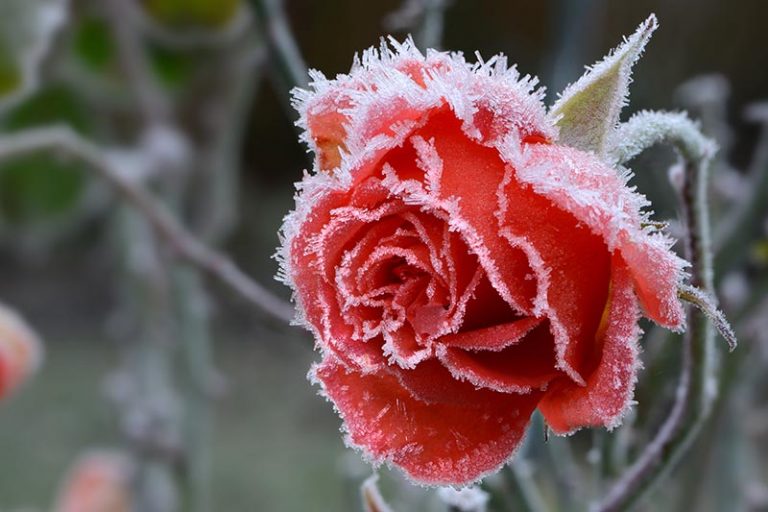 How to Winterize Roses Gardener’s Path