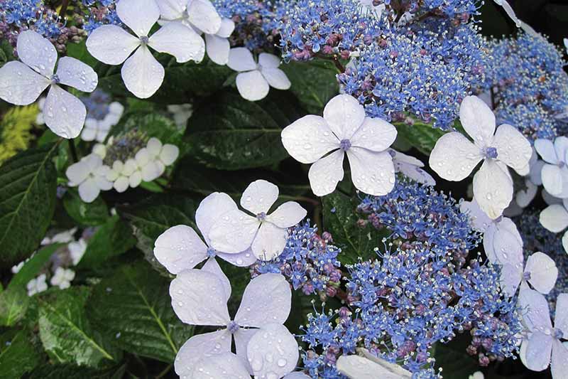 A close up horizontal image of the blue flowers of a lap cap hydrangea growing in the garden pictured on a soft focus background.