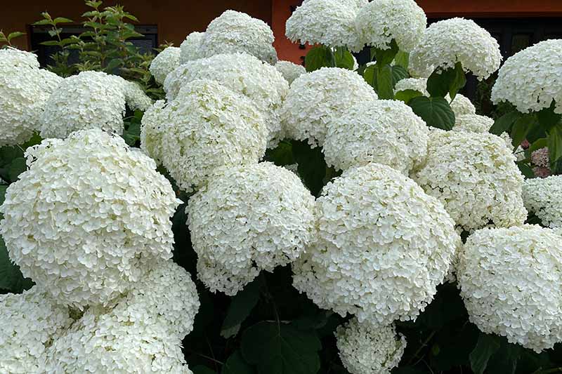 A close up horizontal image of large white flowers growing in the garden pictured on a soft focus background.